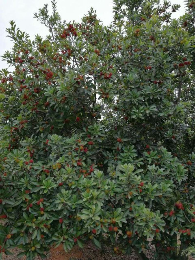 东魁杨梅3~4cm