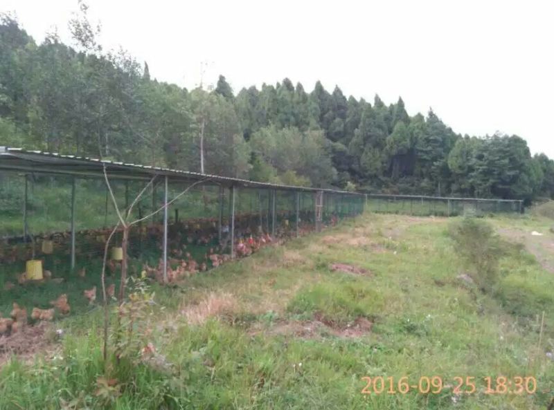 鸡苗土鸡苗脱温苗提供检疫合格证明省市县检验合格可视频看货