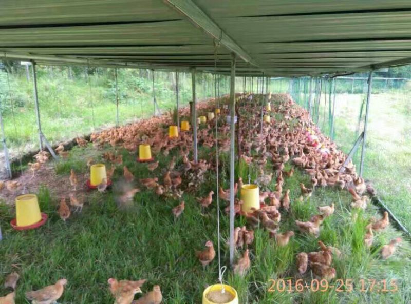 鸡苗土鸡苗脱温苗提供检疫合格证明省市县检验合格可视频看货