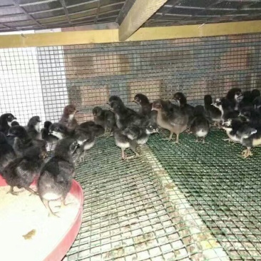 鸡苗土鸡苗脱温苗提供检疫合格证明省市县检验合格可视频看货