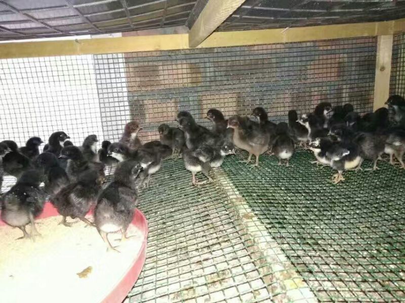 鸡苗土鸡苗脱温苗提供检疫合格证明省市县检验合格可视频看货