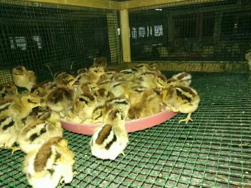 鸡苗土鸡苗脱温苗提供检疫合格证明省市县检验合格可视频看货