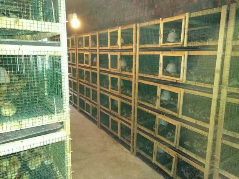 鸡苗土鸡苗脱温苗提供检疫合格证明省市县检验合格可视频看货