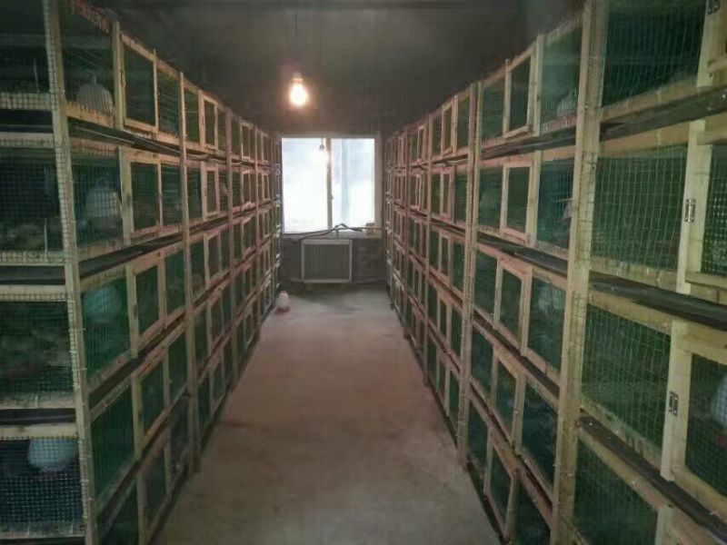 鸡苗土鸡苗脱温苗提供检疫合格证明省市县检验合格可视频看货