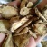 白芷无硫干货散装量大从优产地直销各种规格