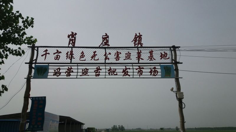 韮苔30cm以上