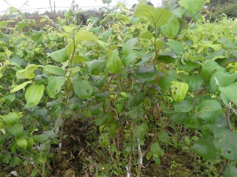 青枣苗30~50cm大青枣树苗当年种植当年结果树苗