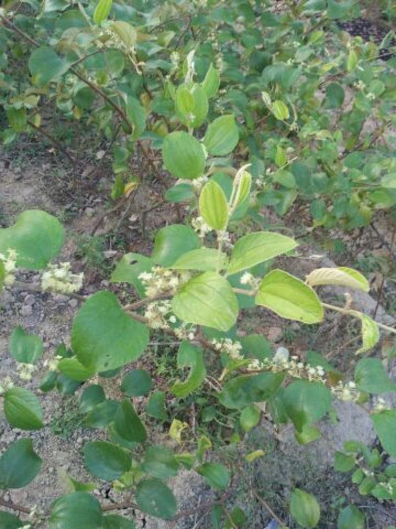 青枣苗30~50cm大青枣树苗当年种植当年结果树苗