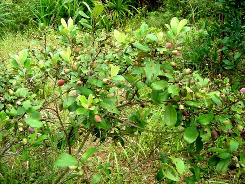 桃金娘0.5~1m捻子树苗当年种植当年结果树苗