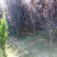 红叶李价格紫叶李价格苗圃规格齐全无中介
