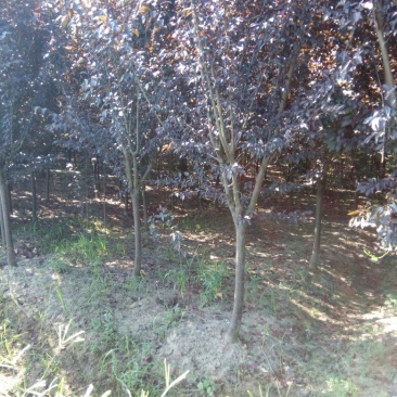红叶李价格紫叶李价格苗圃规格齐全无中介