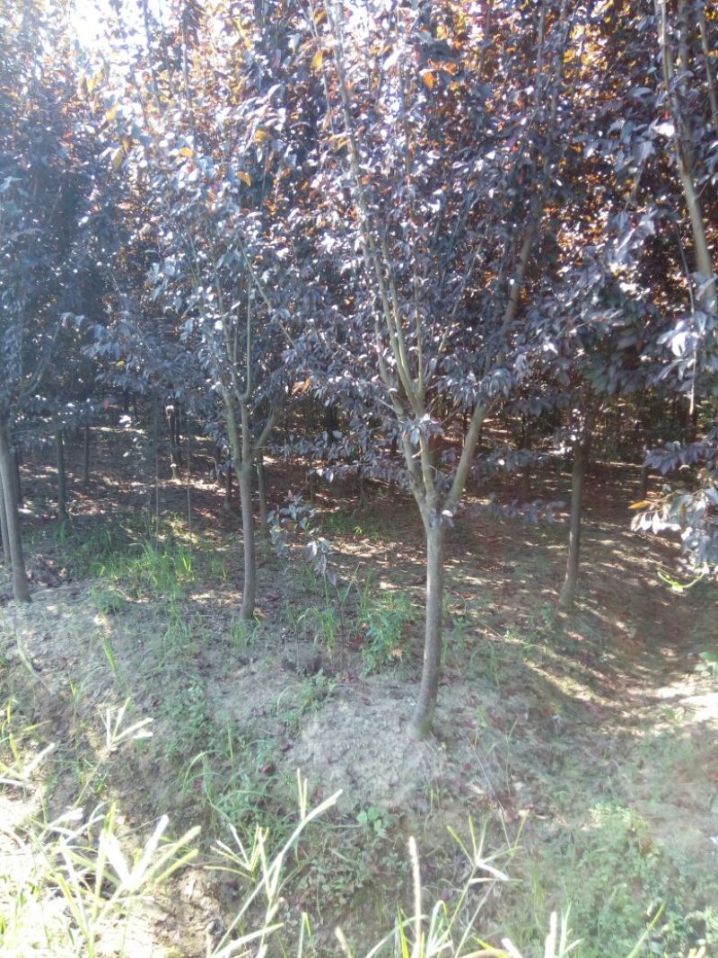 红叶李价格紫叶李价格苗圃规格齐全无中介