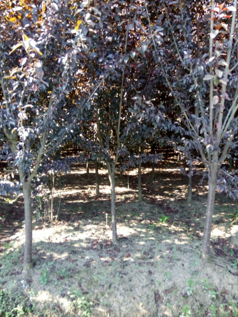 红叶李价格紫叶李价格苗圃规格齐全无中介
