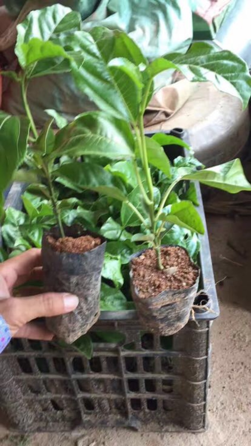 哥伦比亚黄金百香果种苗
