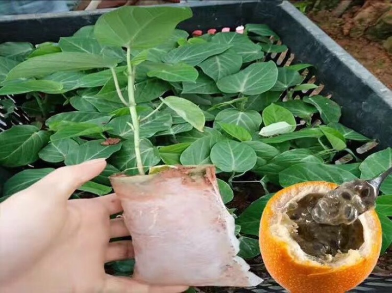 哥伦比亚黄金百香果种苗