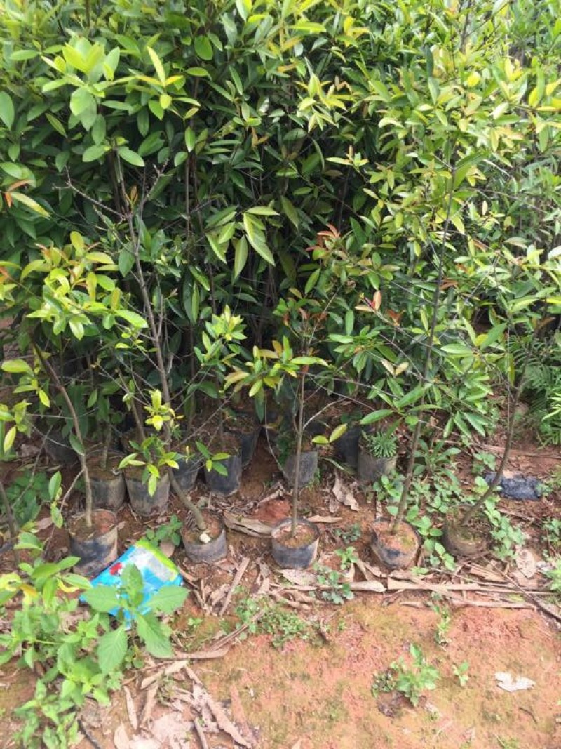 岭南山竹子苗