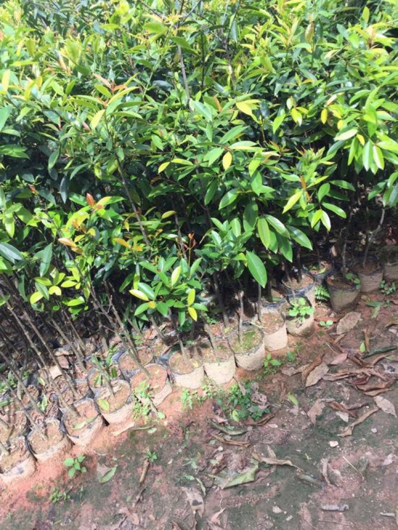 岭南山竹子苗