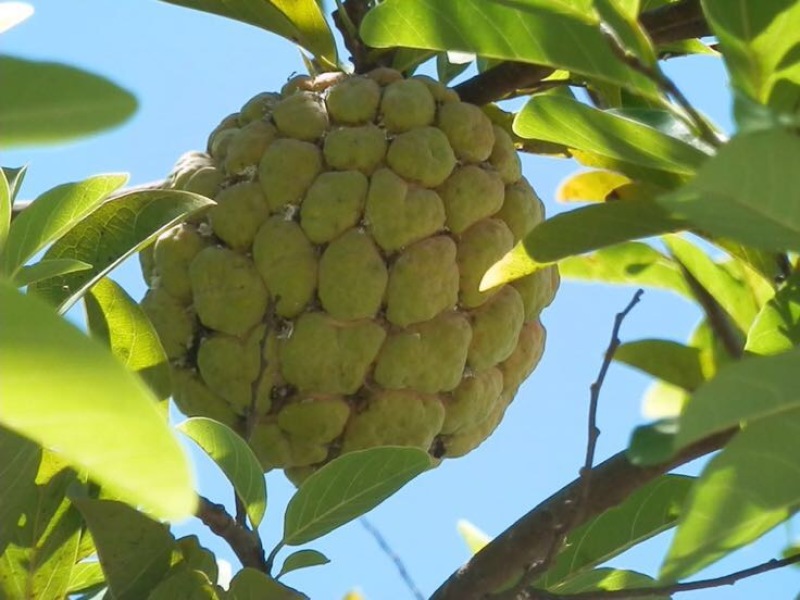 释迦苗