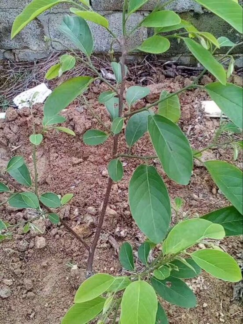 释迦苗