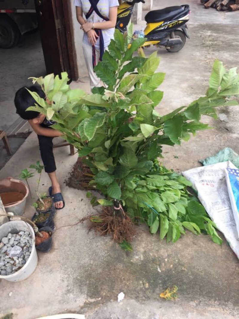 大红袍板栗苗