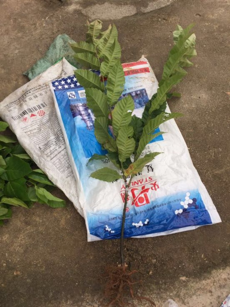 大红袍板栗苗