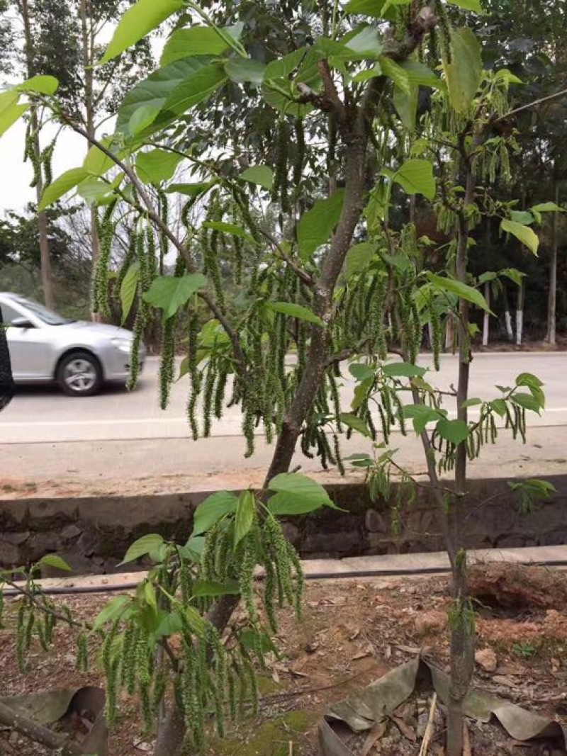 长果桑树苗