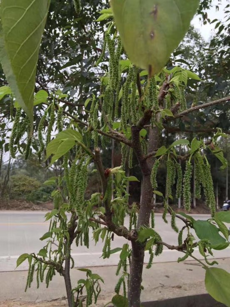 长果桑树苗