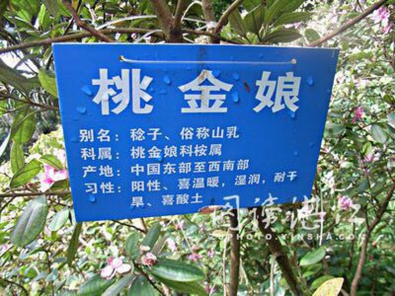 百千层苗