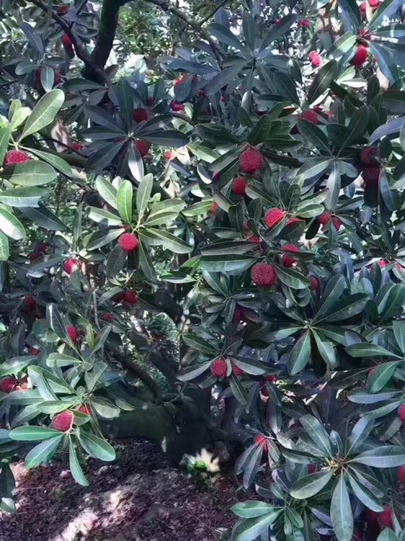 东魁杨梅