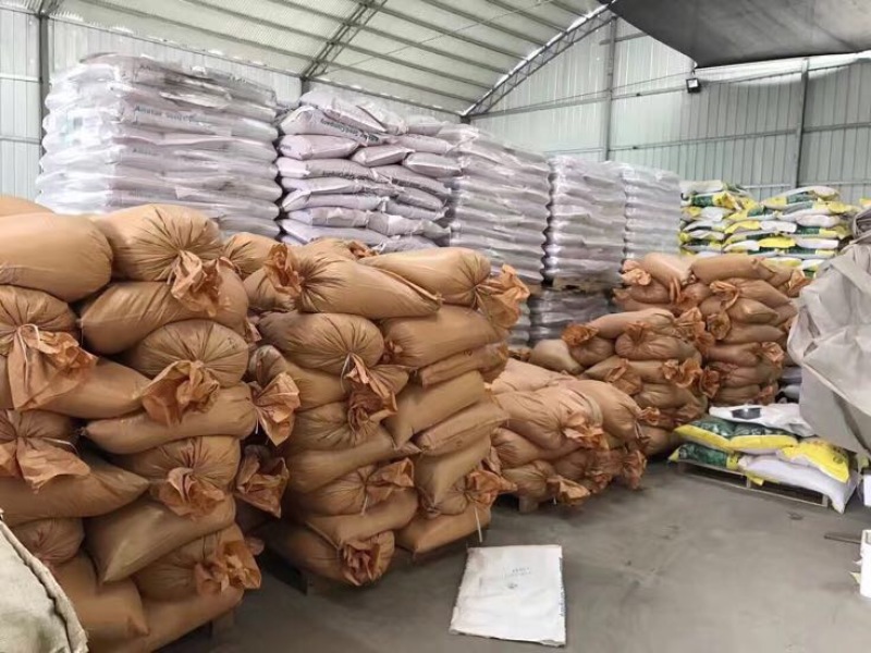 高羊茅