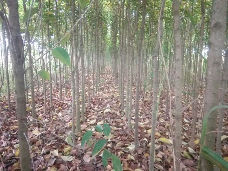 大叶女贞4cm以下