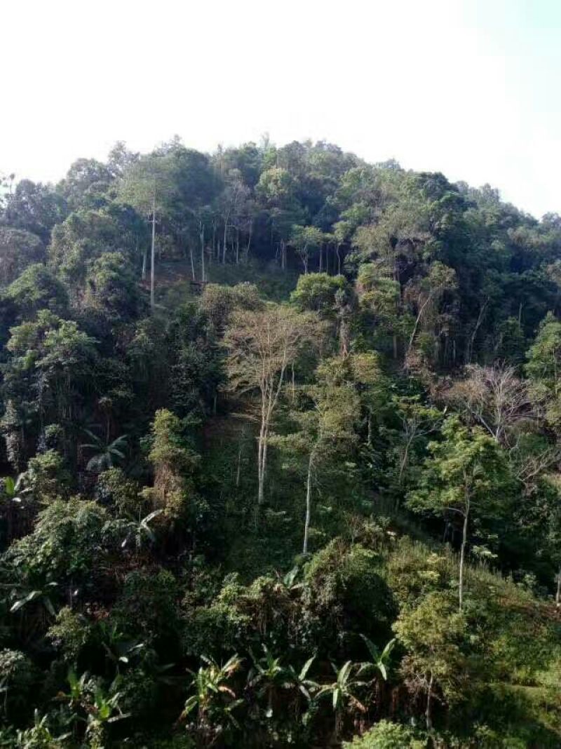 普洱茶三级
