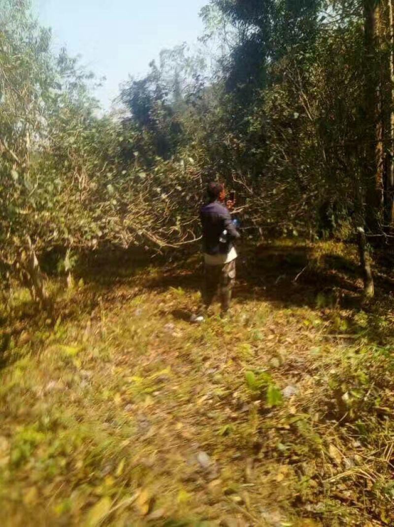 普洱茶三级