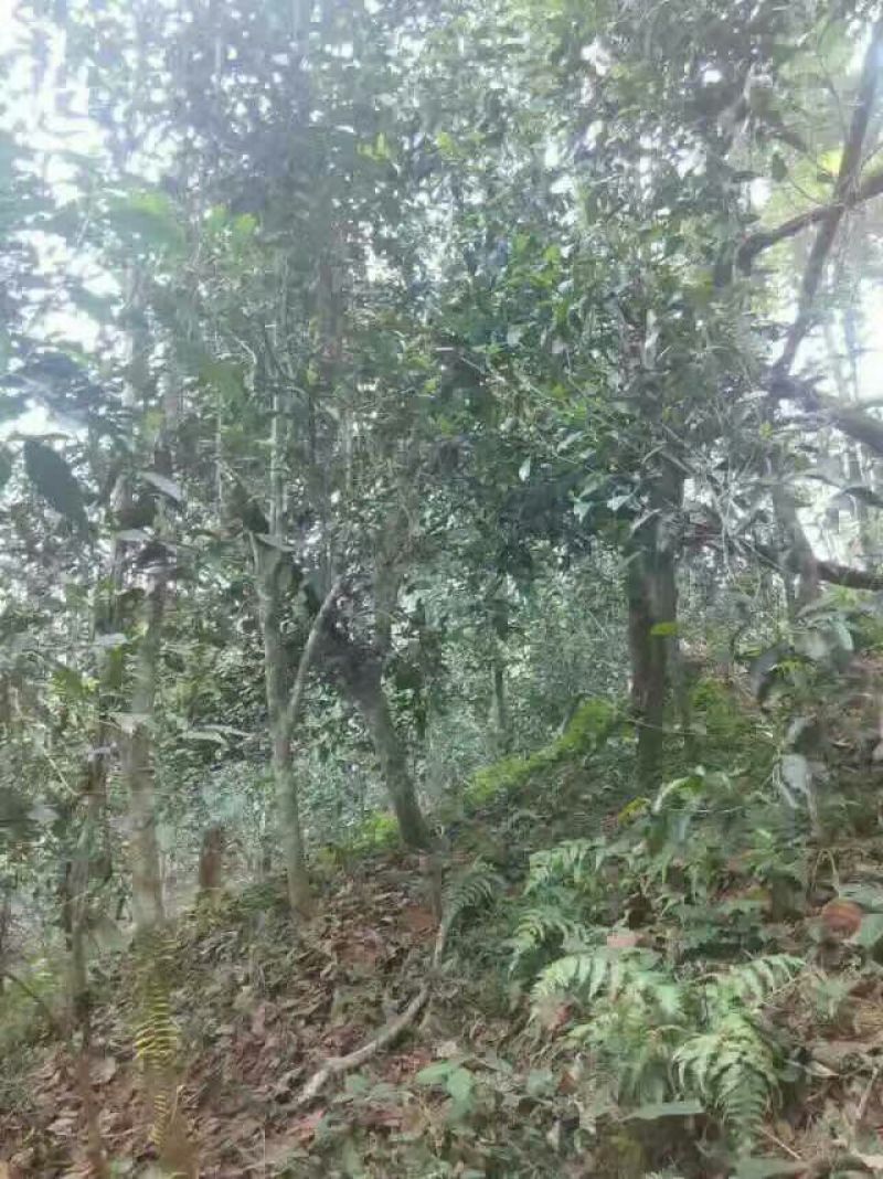 普洱茶三级