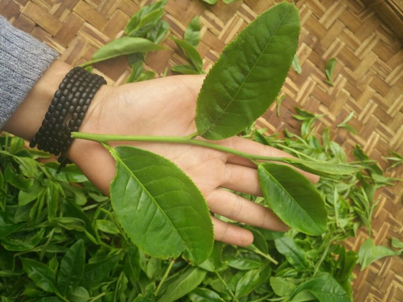 普洱茶三级