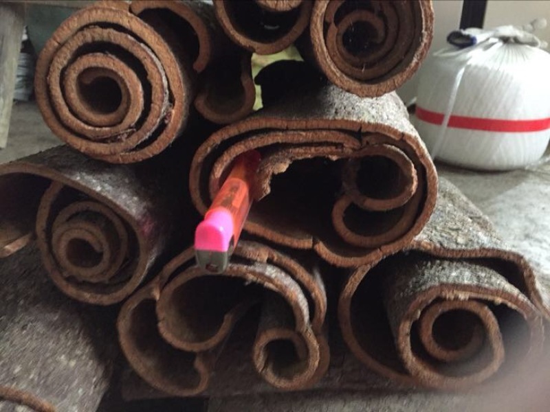 桶桂