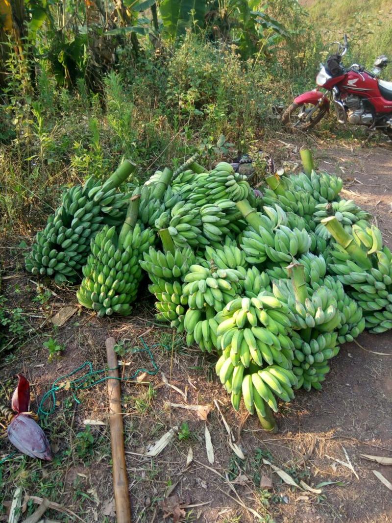 芭蕉八成熟云南高原芭蕉