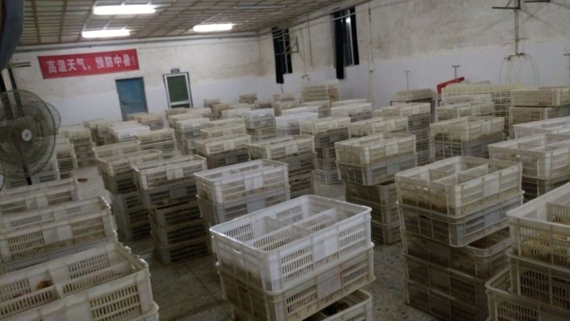 土鸡苗出壳苗35~45克雄