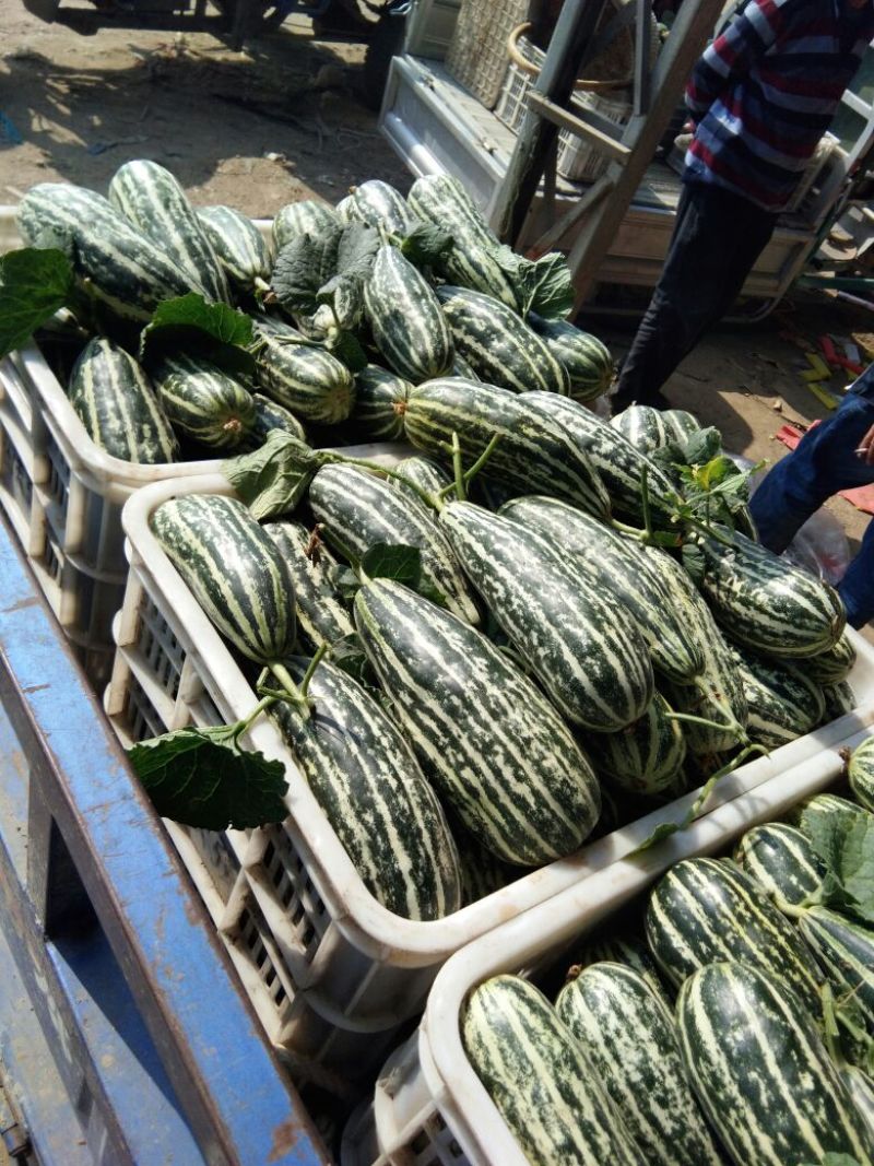 羊角蜜甜瓜通货1斤以上