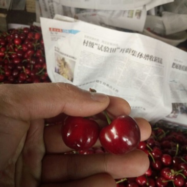 红灯樱桃5~10mm