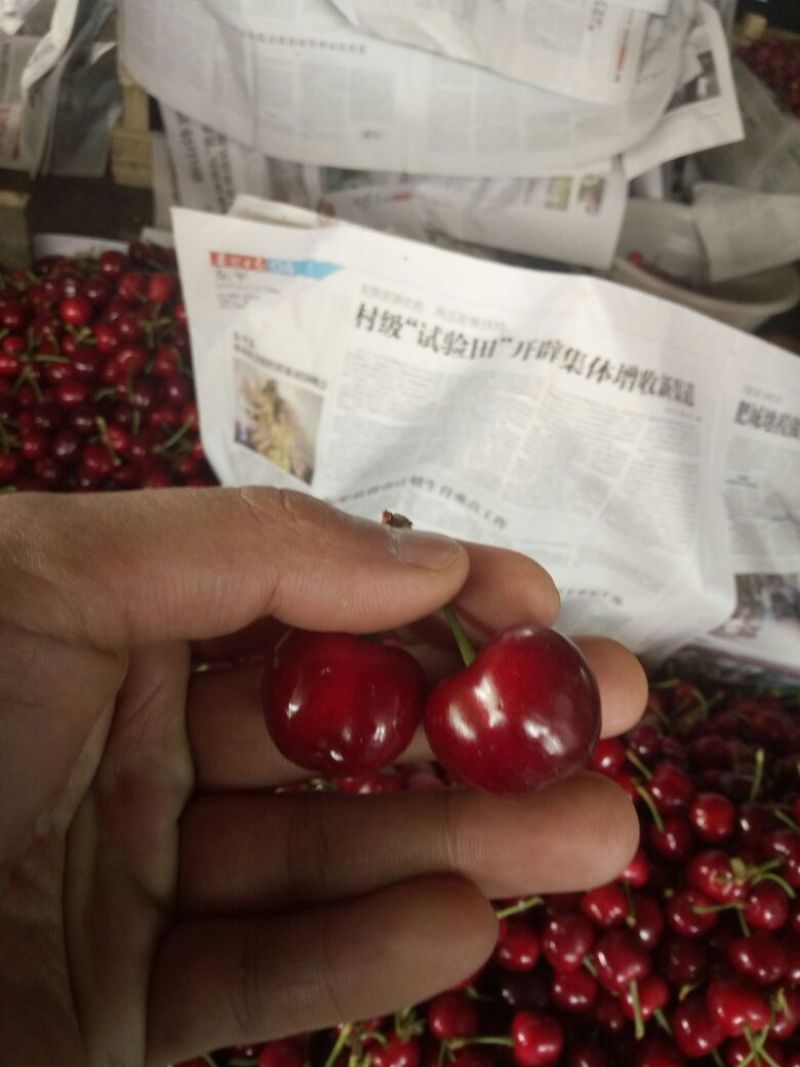 红灯樱桃5~10mm