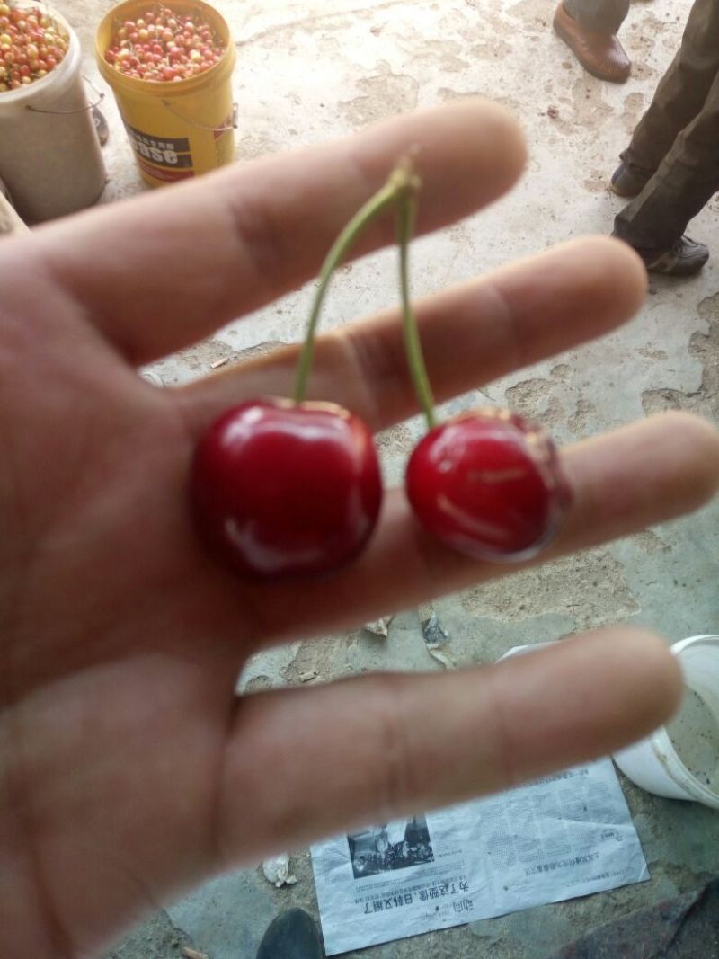 红灯樱桃5~10mm