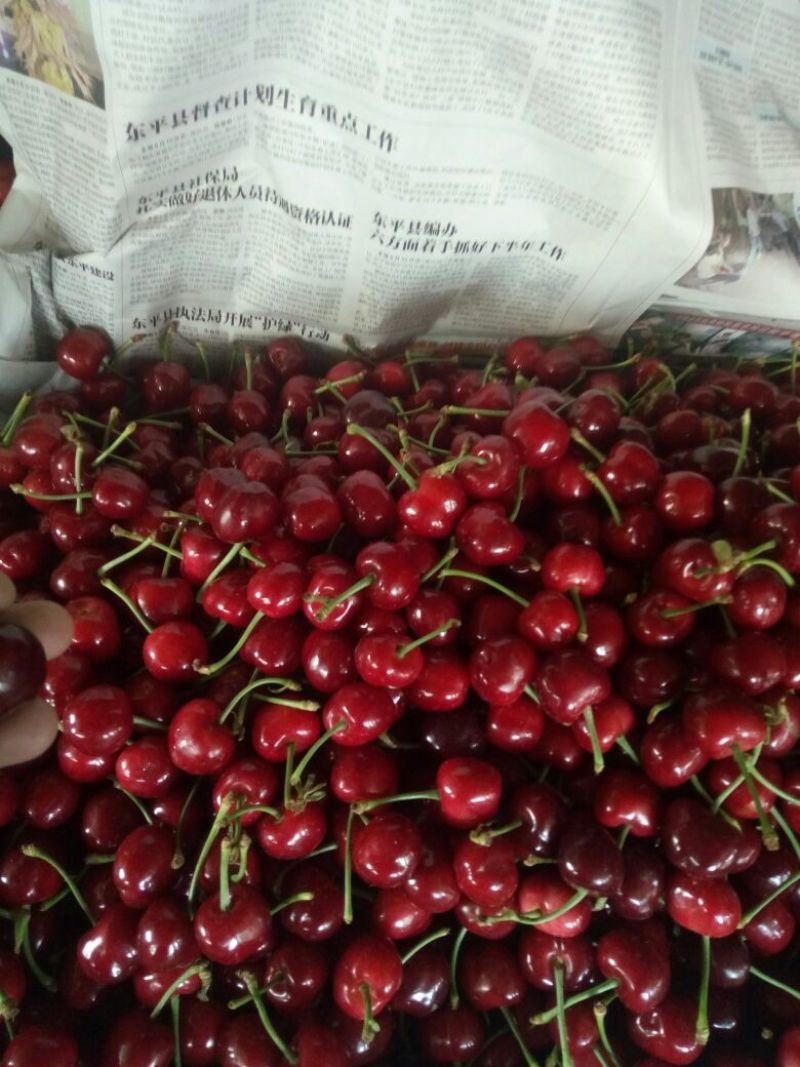 红灯樱桃5~10mm