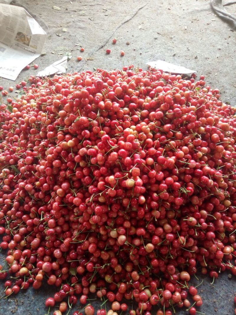 红灯樱桃5~10mm