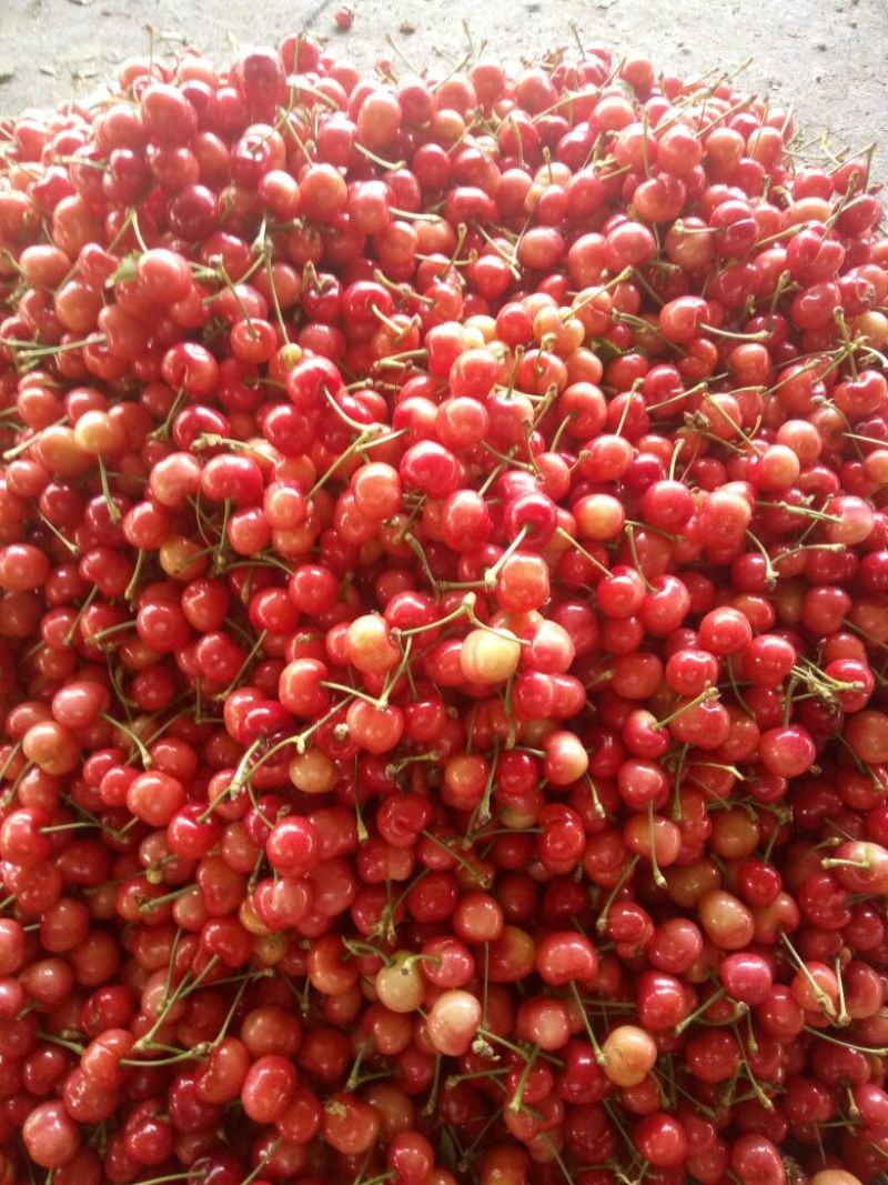 红灯樱桃5~10mm