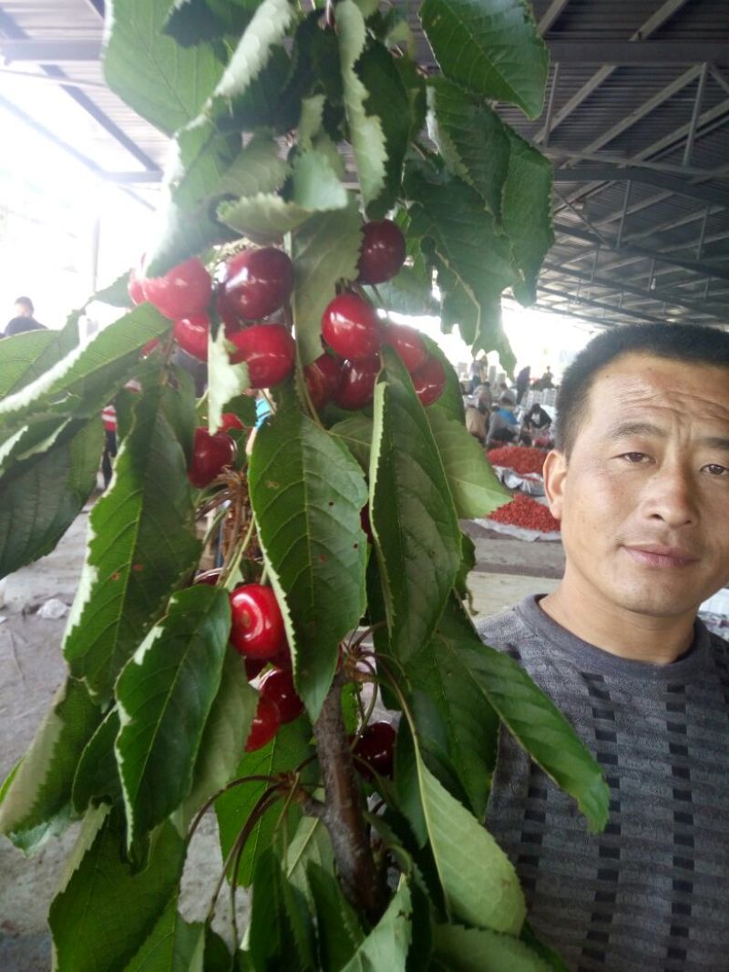 红灯樱桃5~10mm