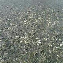 重庆低价出售草鱼苗5cm以下人工养殖