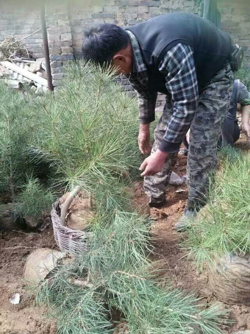 白皮松80公分以上