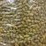 铁皮石斛云南省100g起批无硫无添加胶质多化渣干净包邮