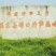 埔田竹笋